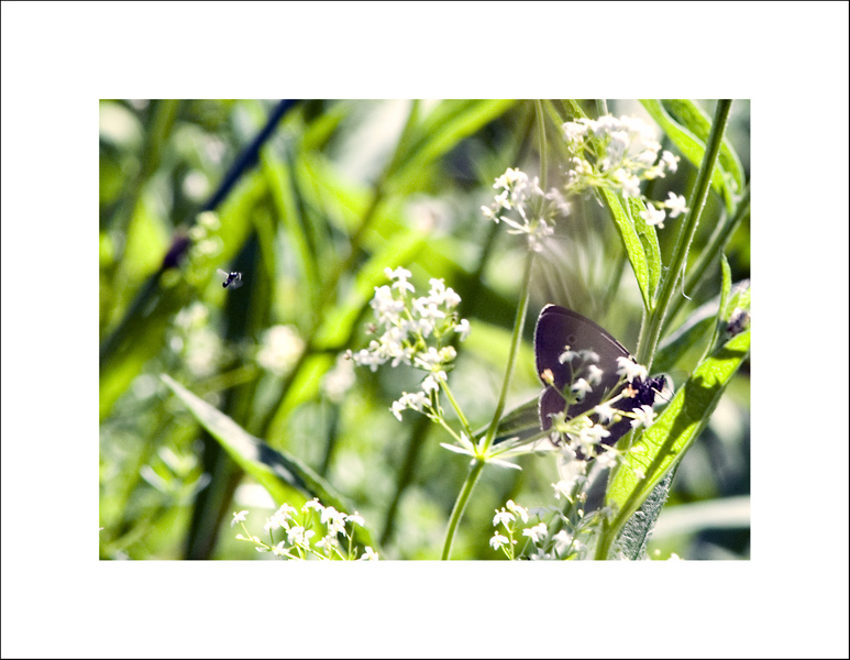 photo "***" tags: nature, insect