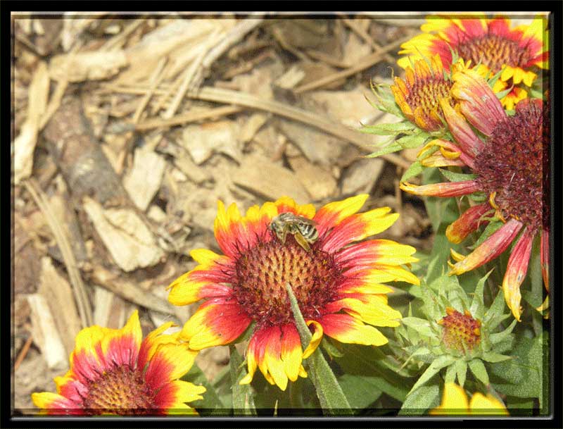 фото "Macro Bee" метки: природа, макро и крупный план, насекомое