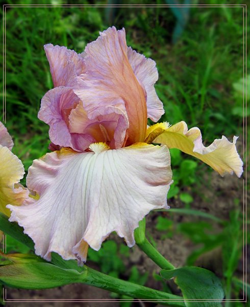photo "***" tags: nature, flowers