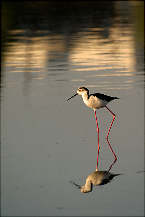 photo "Black-winged stilt II" tags: nature, travel, Europe, wild animals