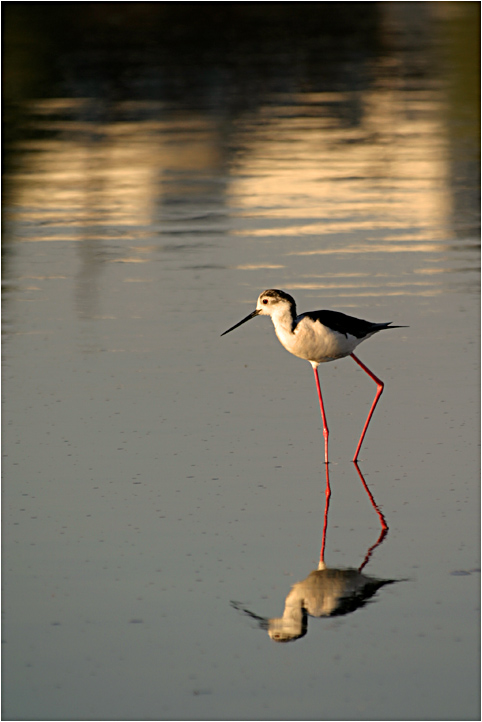 фото "Black-winged stilt II" метки: природа, путешествия, Европа, дикие животные