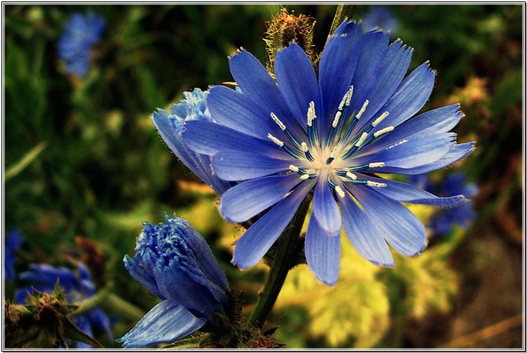 photo "***" tags: nature, flowers