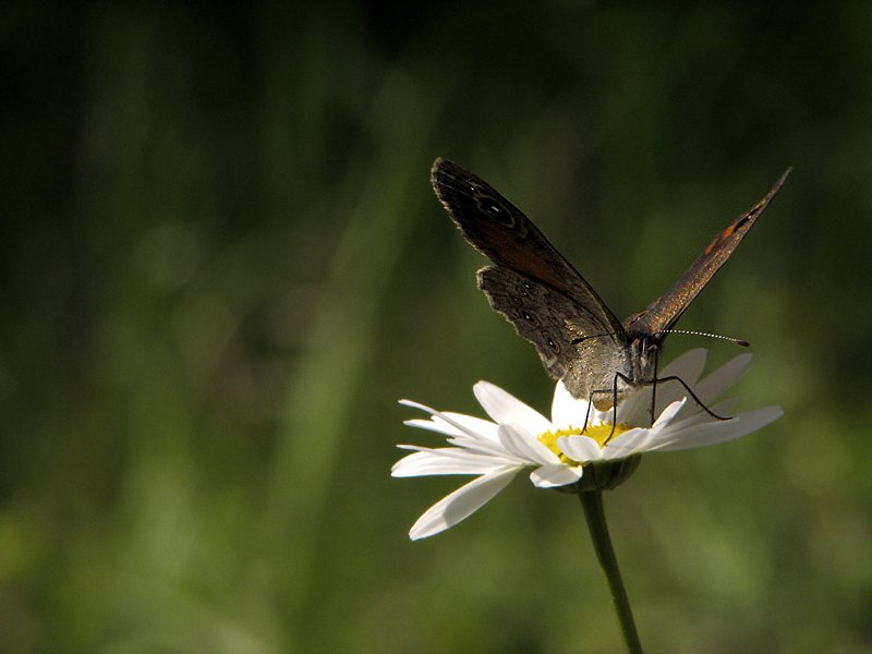 photo "'On the flower'" tags: nature, landscape, insect, summer