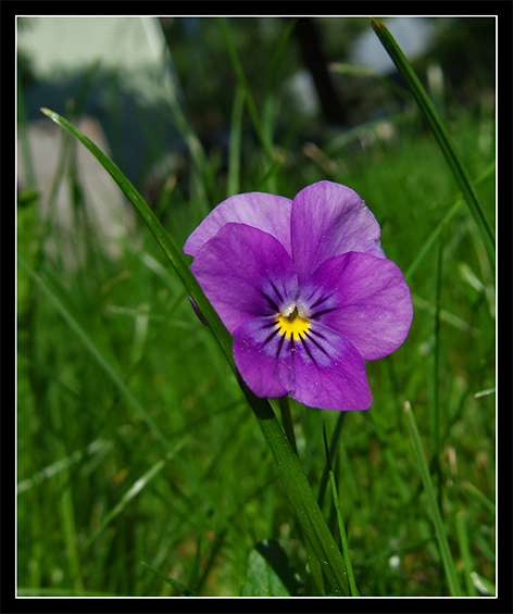 photo "by spent..." tags: macro and close-up, nature, flowers