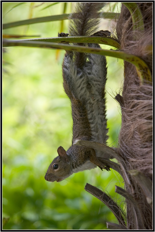 photo "In The GYM" tags: nature, wild animals