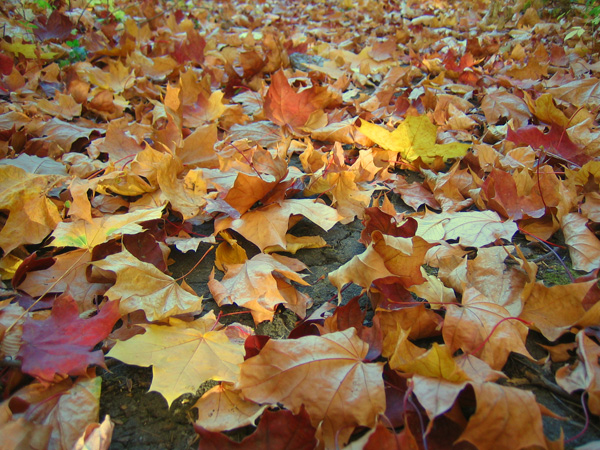 photo "Autumn leaves" tags: nature, flowers