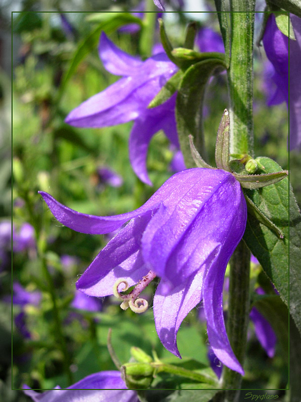 photo "***" tags: nature, macro and close-up, flowers