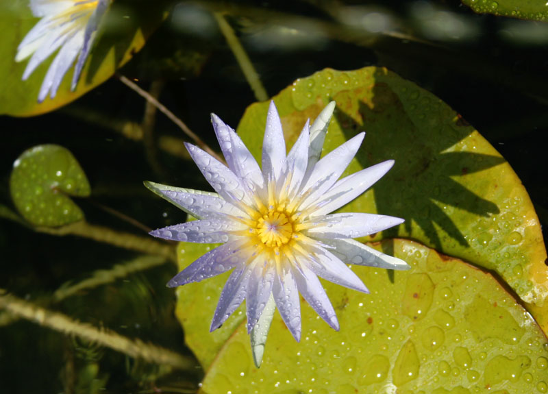 photo "***" tags: nature, flowers