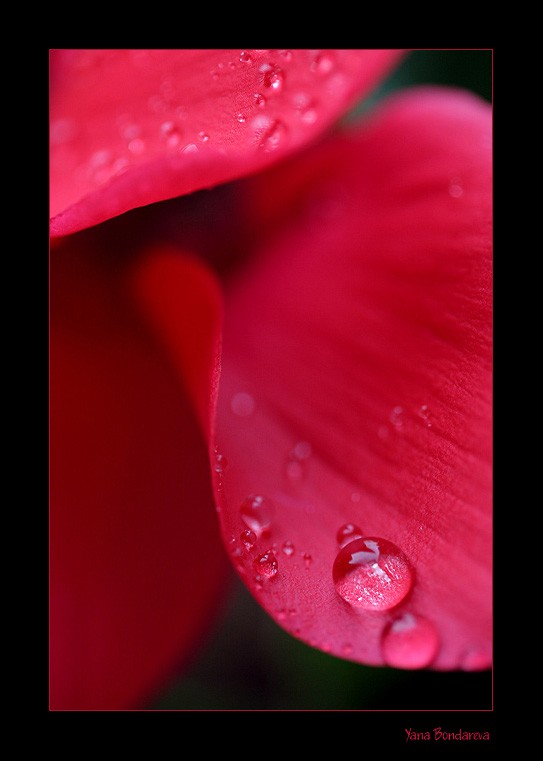 photo "***" tags: nature, macro and close-up, flowers