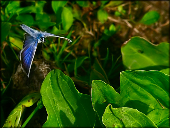 фото "Так летают голубянки" метки: природа, насекомое