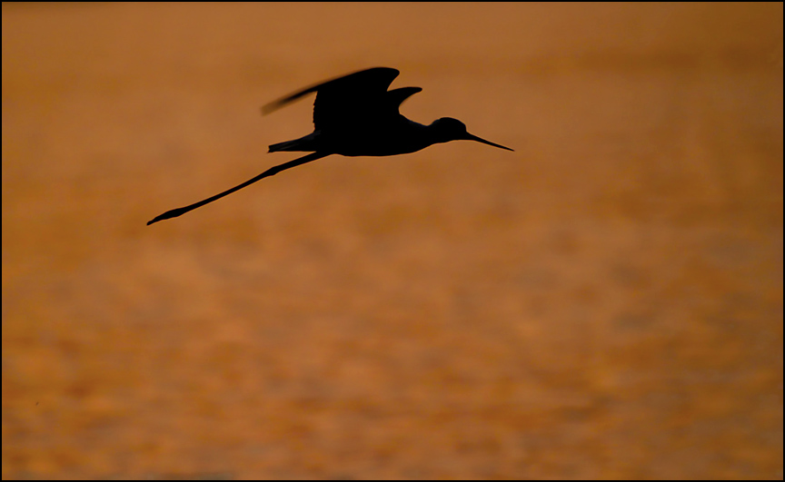 фото "Black-winged stilt III" метки: природа, путешествия, Европа, дикие животные