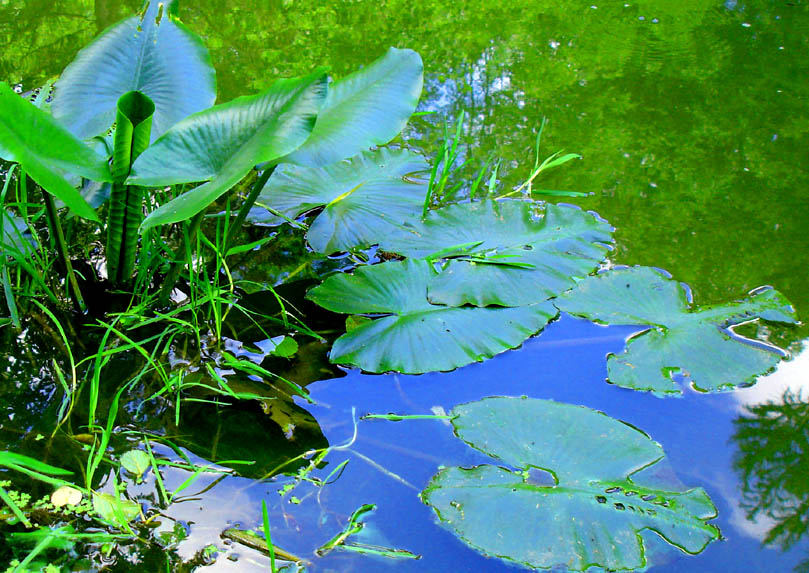 photo "***" tags: landscape, summer, water