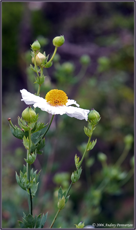 photo "Solitude" tags: nature, flowers