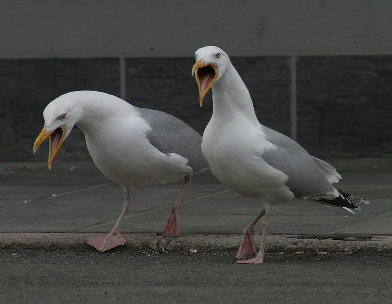 photo "2 seagulls" tags: nature, wild animals