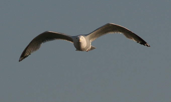 photo "Flight" tags: nature, wild animals