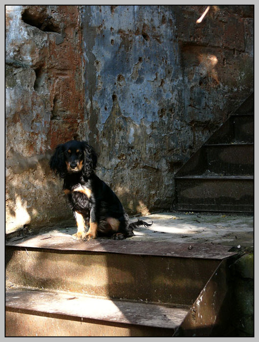 photo "Puppy" tags: nature, pets/farm animals