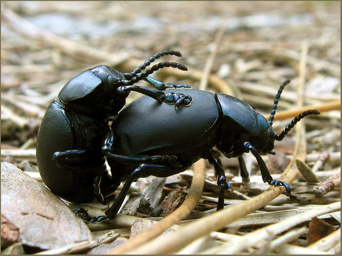 photo "Stuck on you" tags: nature, macro and close-up, insect