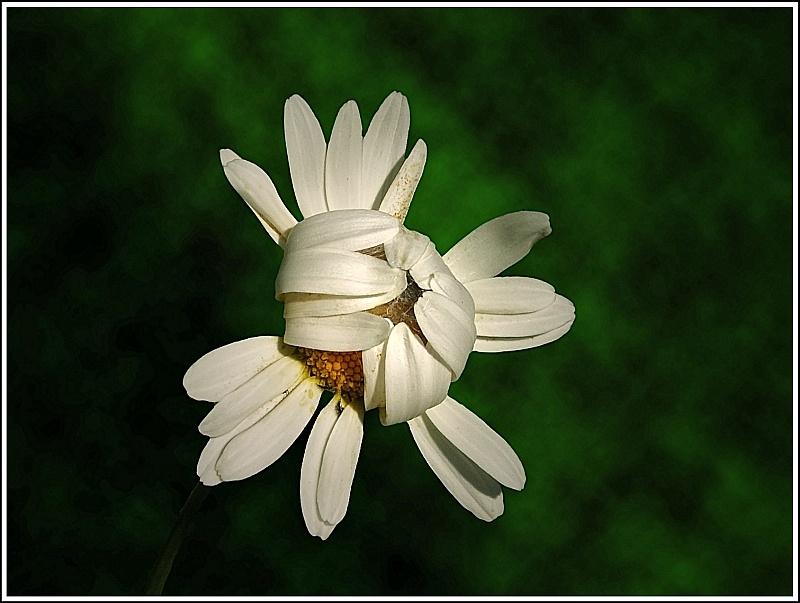 photo "The unopened opportunities" tags: macro and close-up, nature, flowers