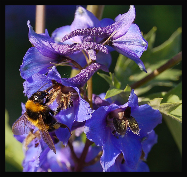 photo "***" tags: nature, flowers, insect