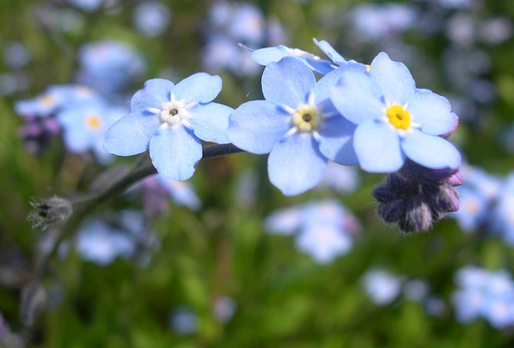 photo "***" tags: nature, flowers