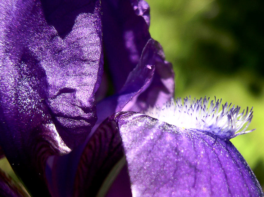 photo "###" tags: nature, flowers