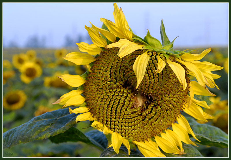 фото "Sunflower" метки: природа, цветы