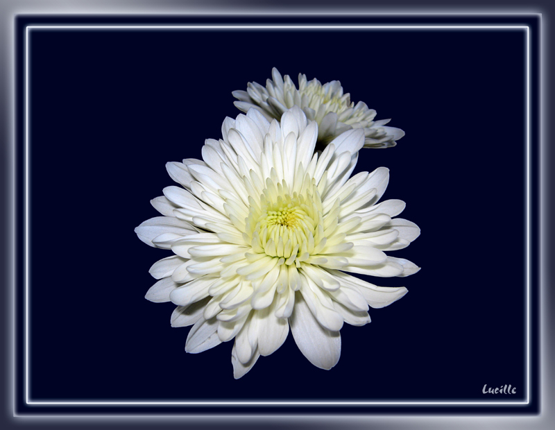 photo "***" tags: nature, flowers