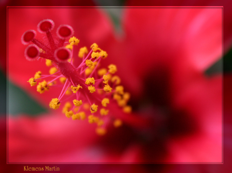 photo "red and yellow" tags: macro and close-up, nature, flowers