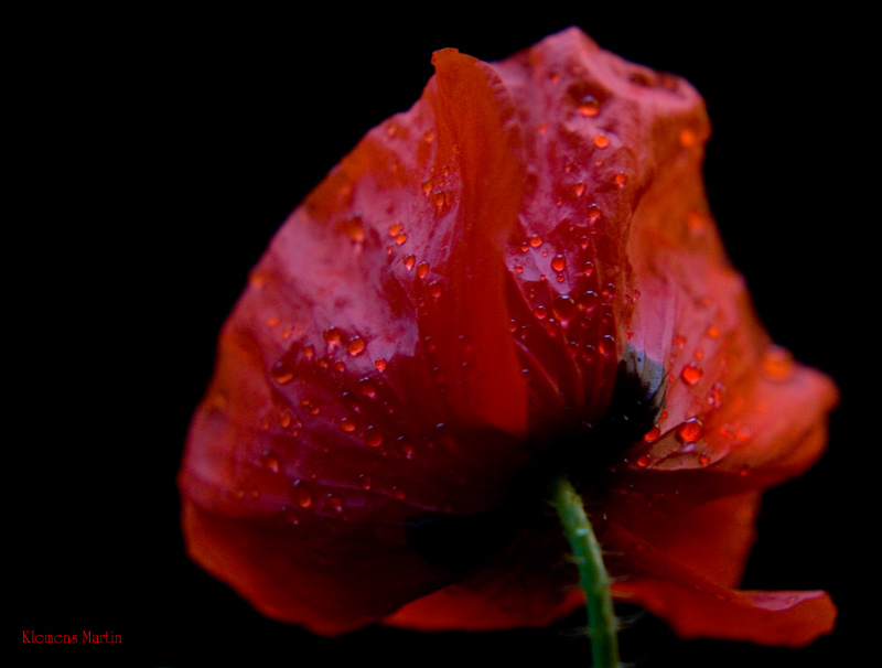 photo "Red drops on red moon" tags: macro and close-up, nature, flowers