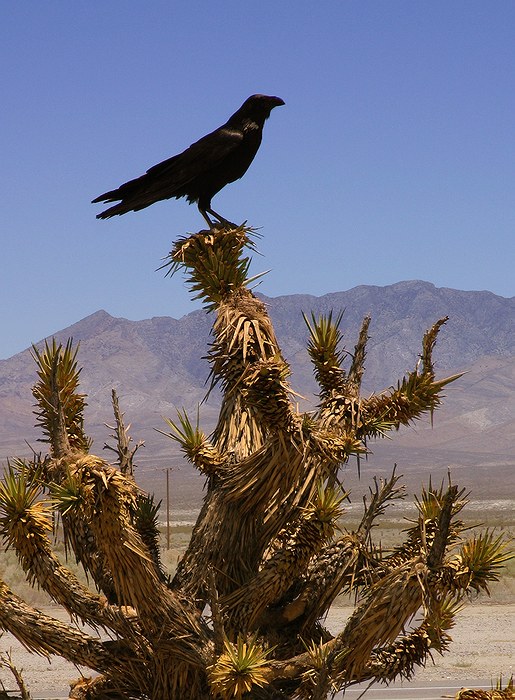 photo "raven" tags: nature, travel, North America, wild animals