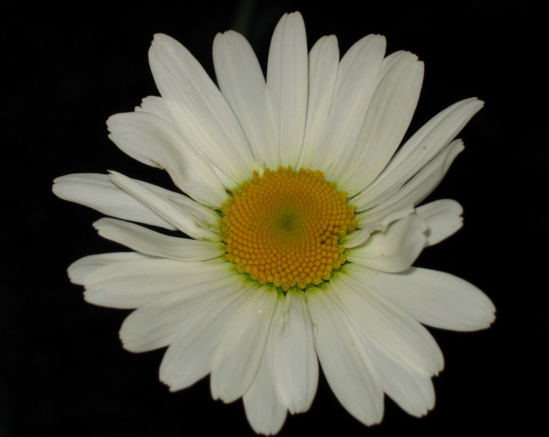 photo "***" tags: nature, flowers