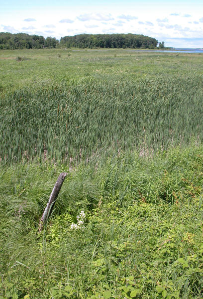 фото "marsh end of the bay from the new trail" метки: пейзаж, лето