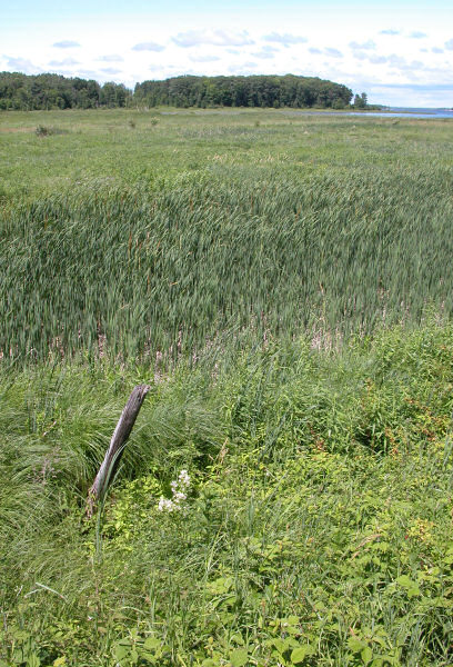 photo "marsh end of the bay from the new trail" tags: landscape, summer