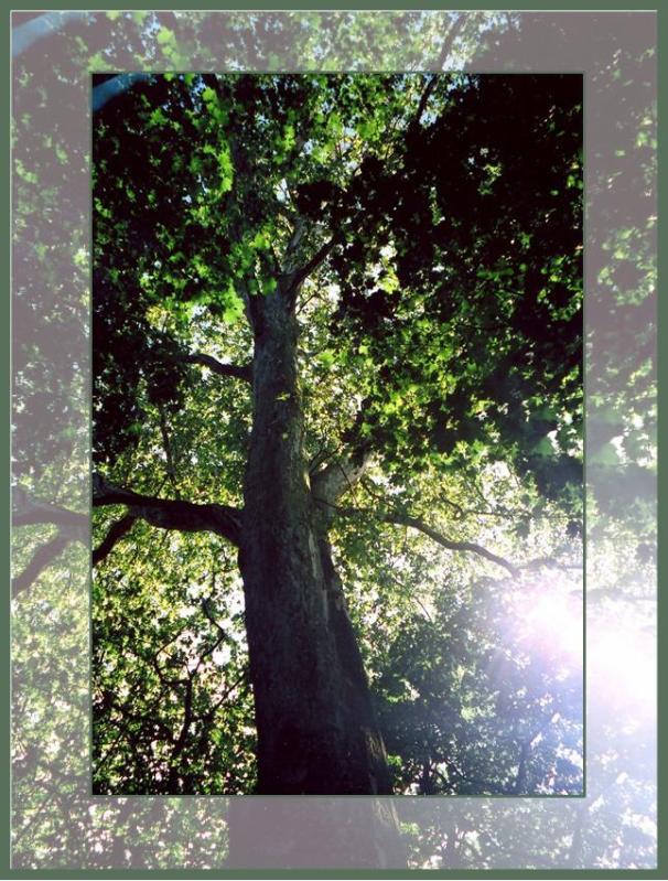 photo "***" tags: landscape, forest