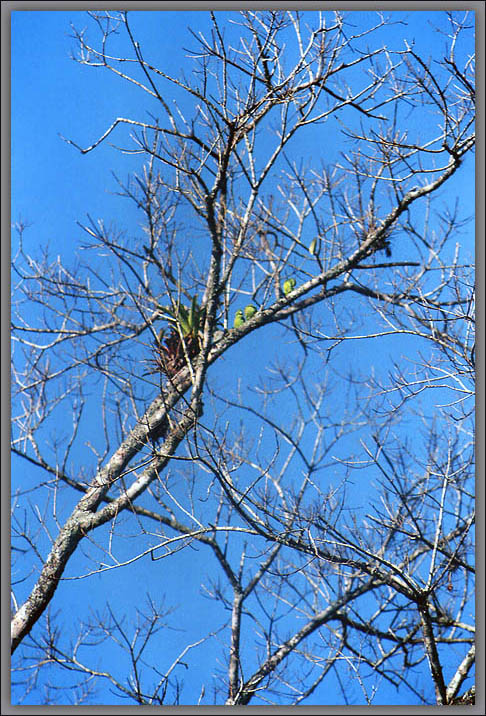 фото "Dry branches" метки: , 