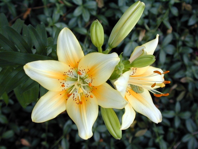 photo "A Welcome Lilly" tags: nature, macro and close-up, flowers