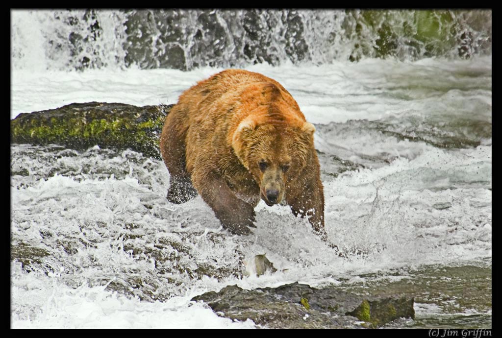 photo "Running for the fish" tags: nature, wild animals