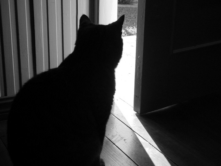 photo "black cat" tags: nature, black&white, pets/farm animals