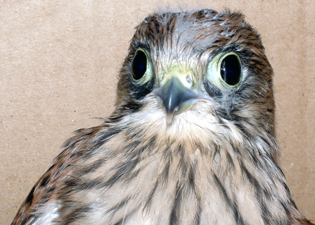 photo "Falco" tags: portrait, nature, wild animals
