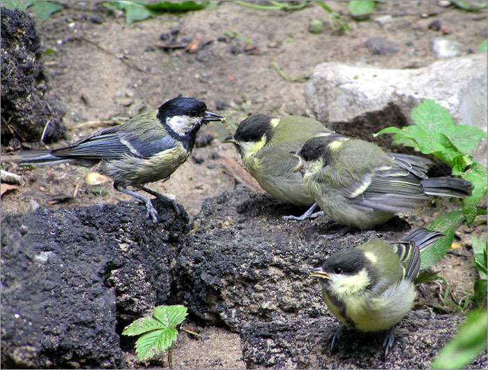 photo "Family of titmouse" tags: nature, wild animals