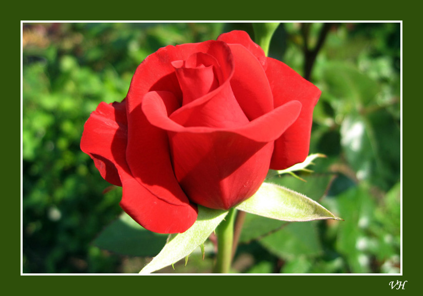 фото "La rosa" метки: природа, цветы