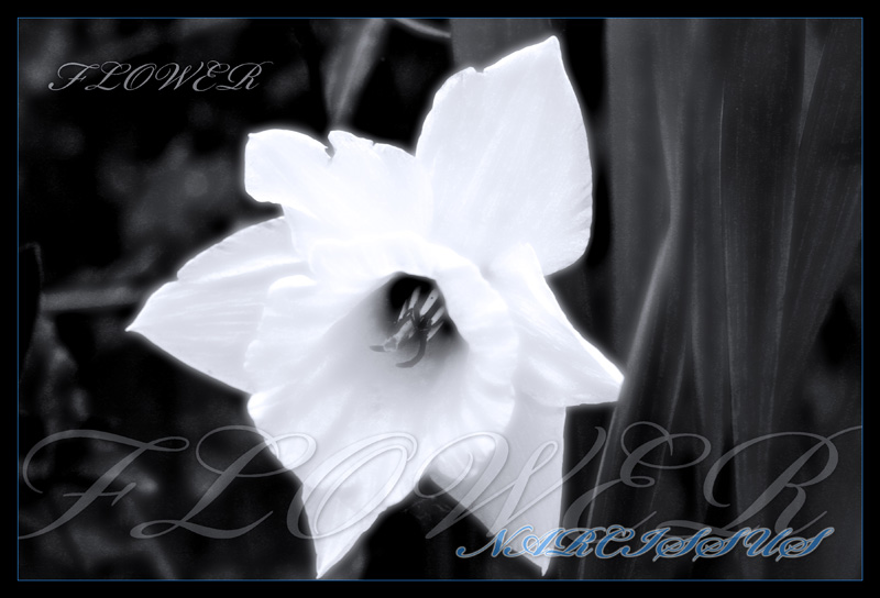 фото "Нарцисс" метки: природа, макро и крупный план, цветы