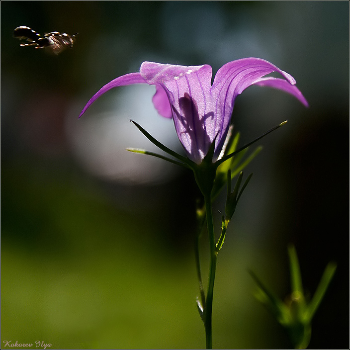 photo "In turn for sweet :)" tags: macro and close-up, nature, flowers