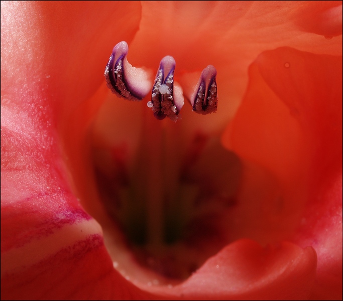 photo "inside" tags: nature, macro and close-up, flowers