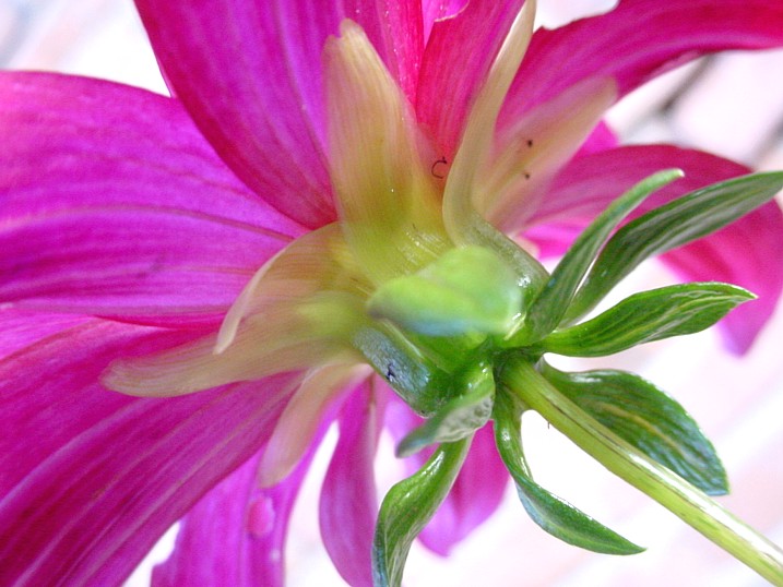 photo "For you" tags: nature, macro and close-up, flowers