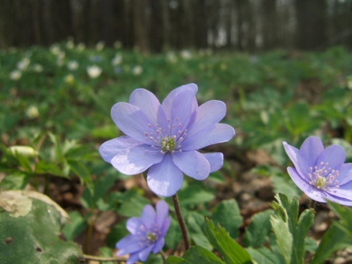 фото "blue flower" метки: природа, макро и крупный план, цветы