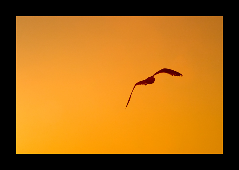 photo "***" tags: nature, landscape, sunset, wild animals