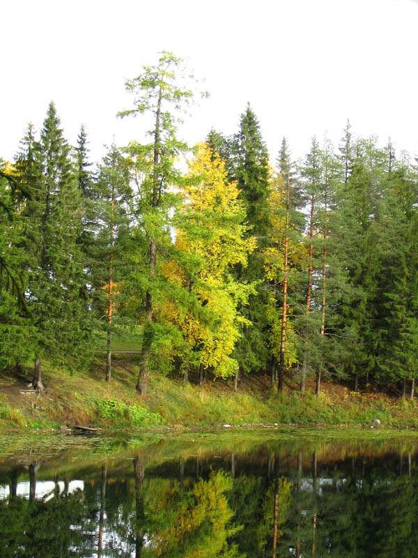 photo "Polenov" tags: landscape, forest