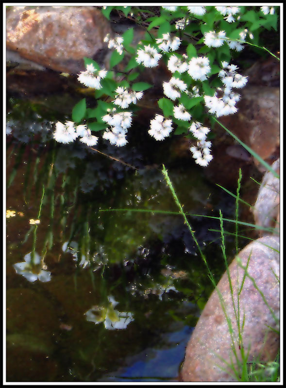 фото "Наклонившись у воды ..." метки: природа, пейзаж, вода, цветы