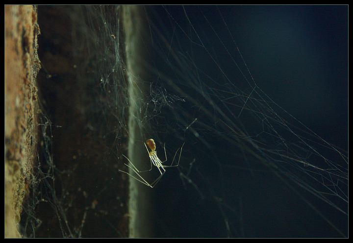 photo "Trap" tags: nature, macro and close-up, insect